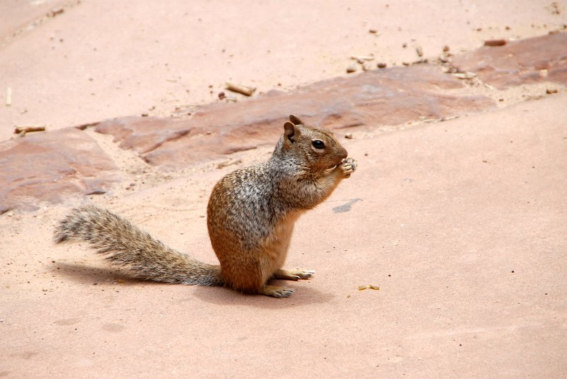 2011-07-13_Zion Canyon-Tag18_036.jpg